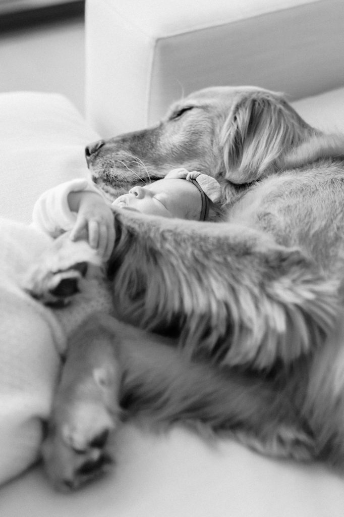 chicago-baby-dog-photography